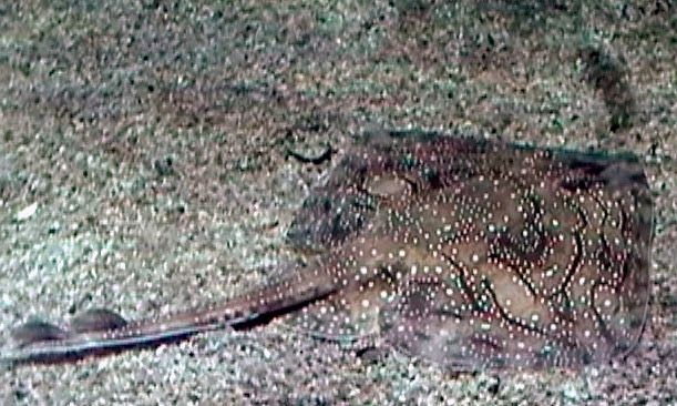Raja undulata08
